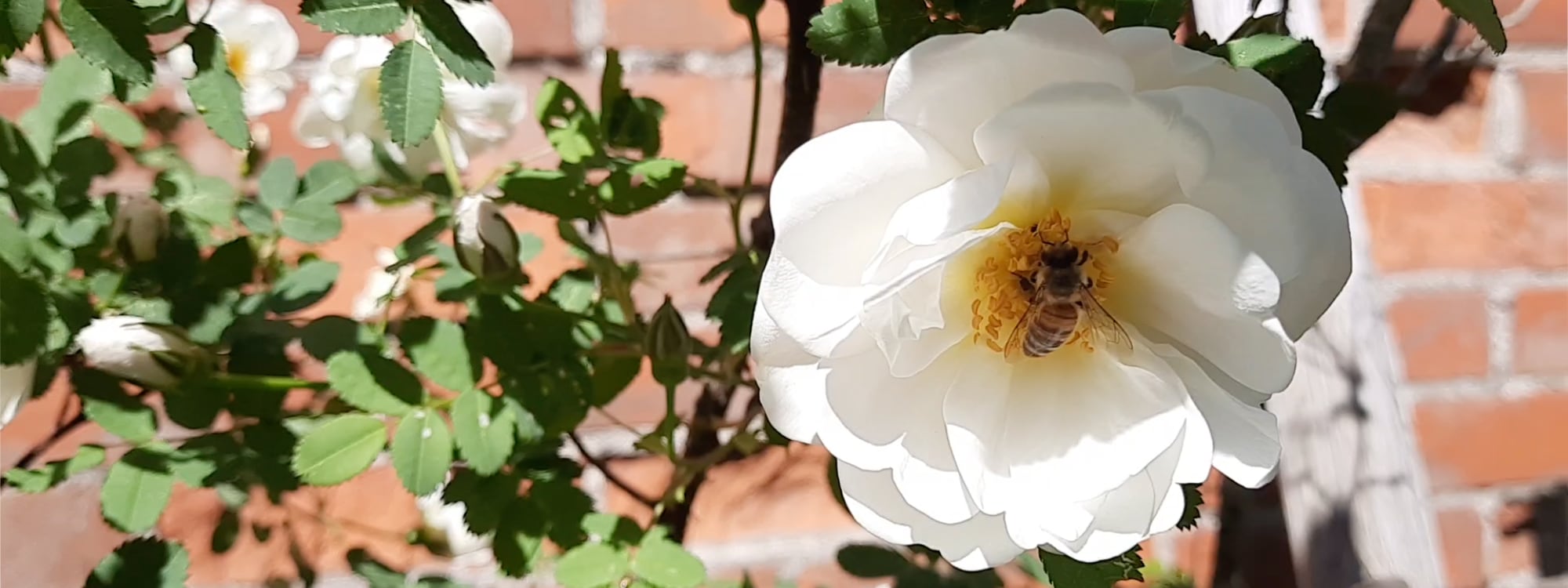 Aurora Template by BLOCS PREMIUM