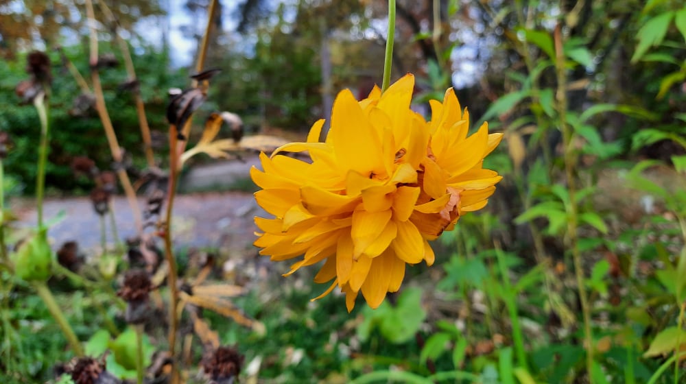 Aurora Template by BLOCS PREMIUM