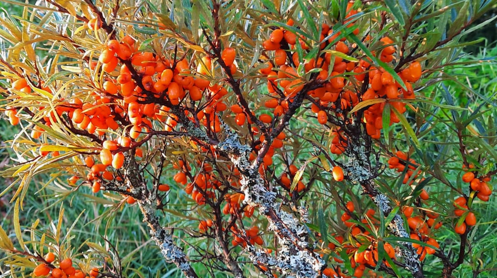 Aurora Template by BLOCS PREMIUM